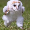 初心者も大歓迎‼️ピグパについて、一緒に雑談したり、遊んだりしよ〜‼️