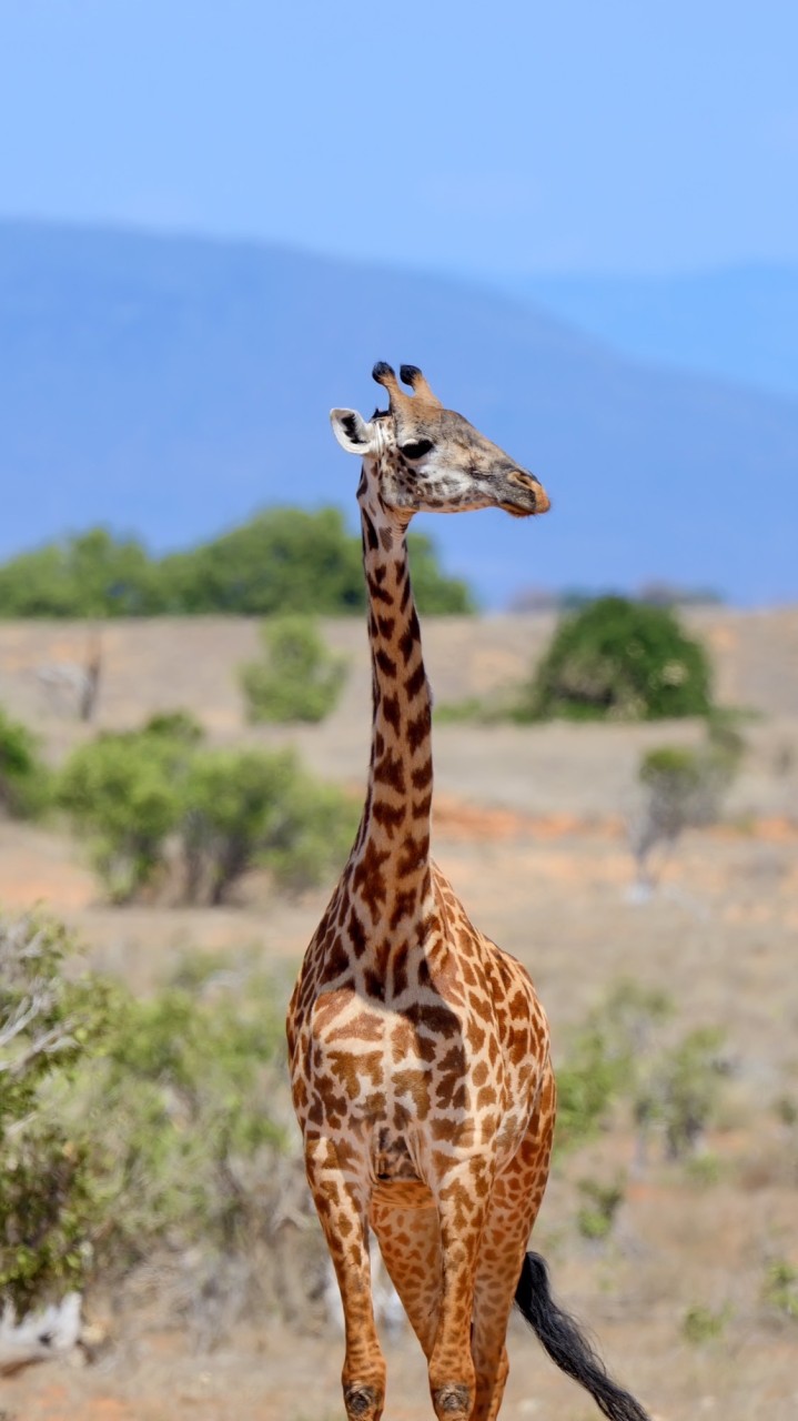 アフリカ大陸でフリーハグ！🐘🦒🦍