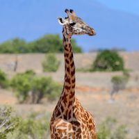 アフリカ大陸でフリーハグ！🐘🦒🦍