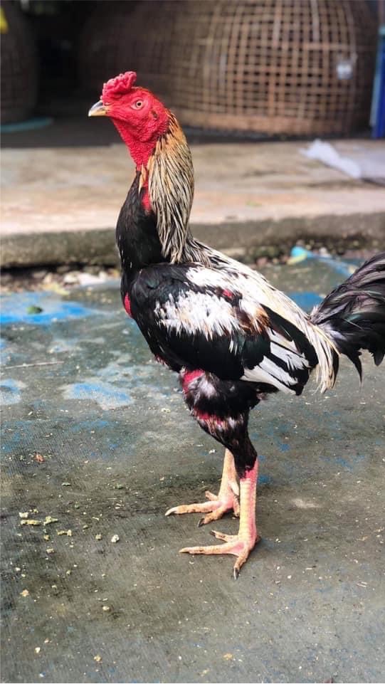 ซุ้มทริปเปิ้ลวาย(by.สตางค์88)🐔