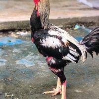 ซุ้มทริปเปิ้ลวาย(by.สตางค์88)🐔