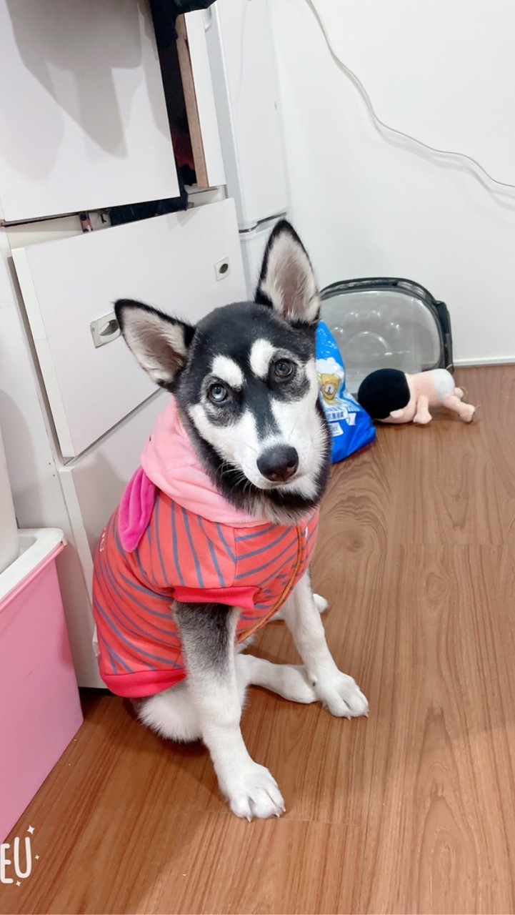 貓貓狗狗飼主交流群