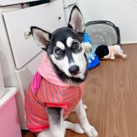 貓貓狗狗飼主交流群