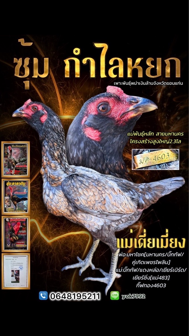 พม่าแม่สะเรียง ขอนแก่น