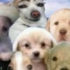 うしおどっぐす