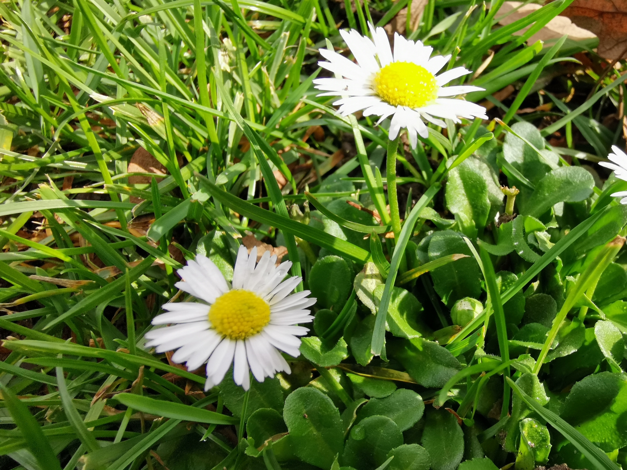 倫敦街頭實拍，HUAWEI Mate 20 Pro 矩陣式排列三鏡頭之超廣角、長焦鏡頭使用心得分享