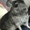 エキゾティックアニマルを亡くした方のお部屋