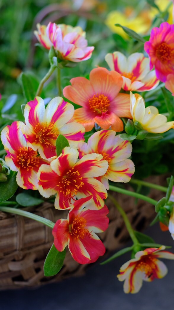 เรารักคุณนายตื่นสาย บัวดิน และดอกไม้สีสวย