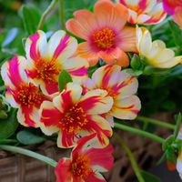 เรารักคุณนายตื่นสาย บัวดิน และดอกไม้สีสวย