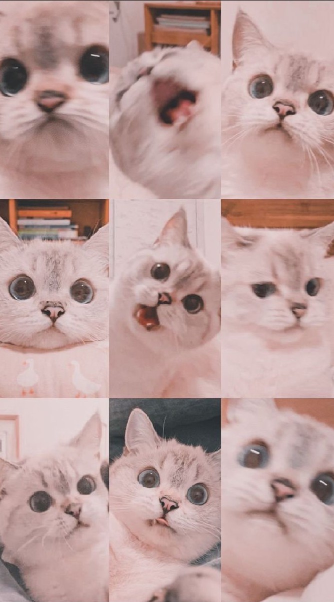 ✨ทาสแมว✨