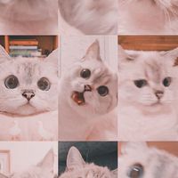 ✨ทาสแมว✨