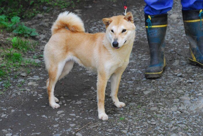 古代の犬が現存している 意外と知らない日本犬トリビア