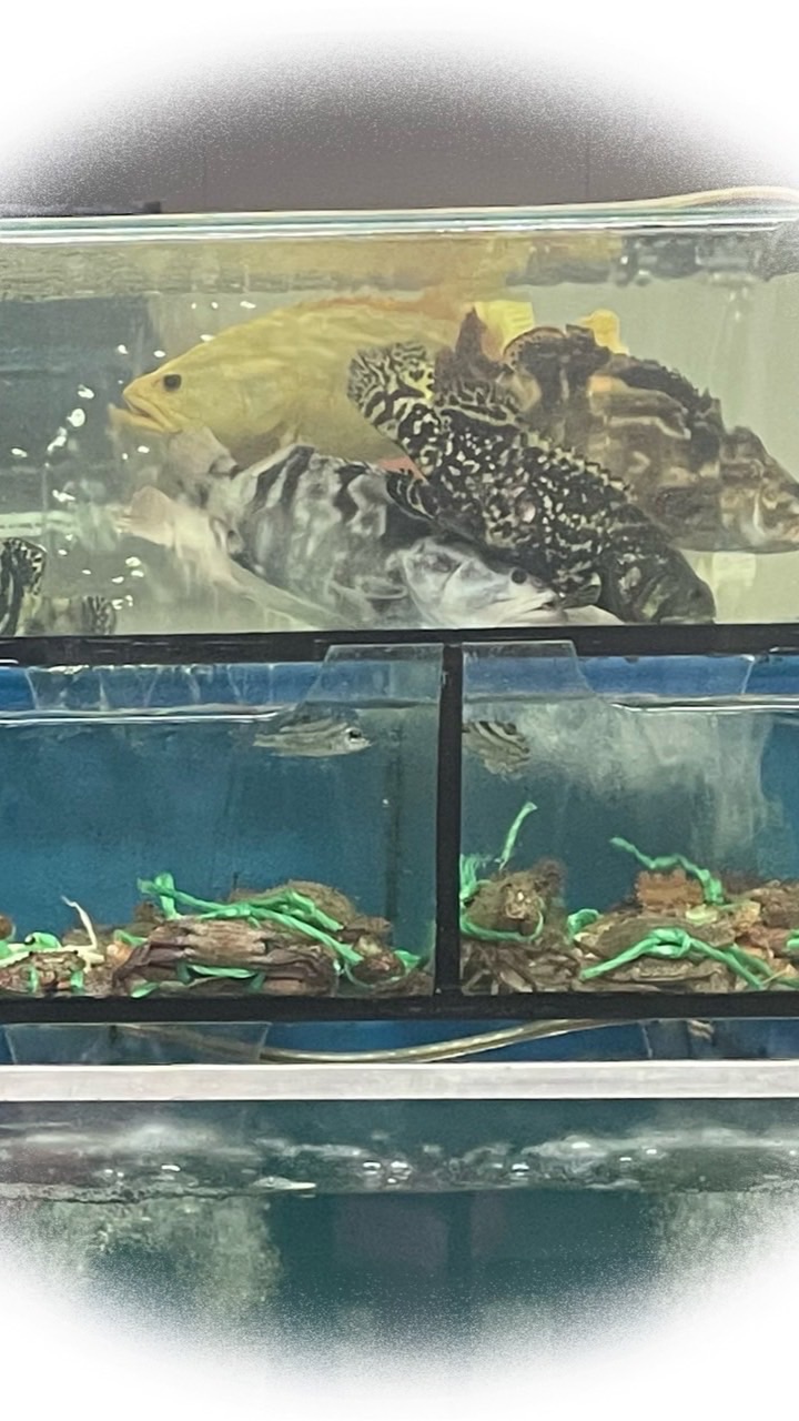 餌多多活餌 海鮮 批發零售
