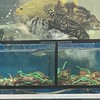 餌多多活餌 海鮮 批發零售