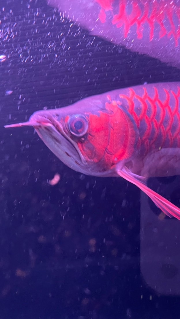 ❤️水族最便宜❤️ 龍魚 魟魚 虎魚 大型魚 烏龜 兩棲爬蟲 寵物水族 魚缸 自由交流平台