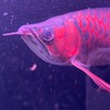 ❤️水族最便宜❤️ 龍魚 魟魚 虎魚 大型魚 烏龜 兩棲爬蟲 寵物水族 魚缸 自由交流平台