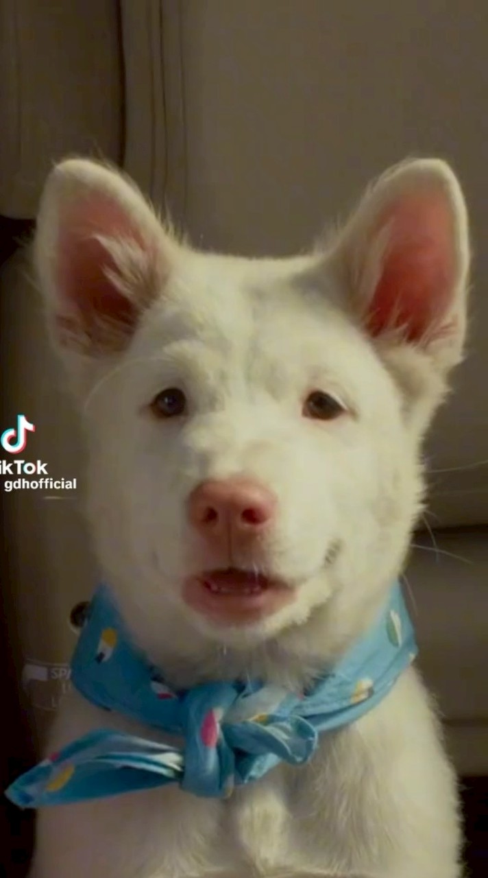 โก ฮัง หัวใจโกโฮม🐶🐶🐶