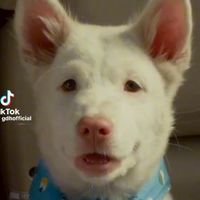 โก ฮัง หัวใจโกโฮม🐶🐶🐶