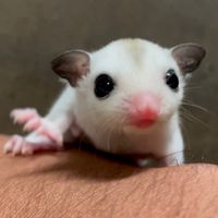 フクロモモンガ、ミーアキャット等生き物についての謎に迫るアッキーの隠れ家