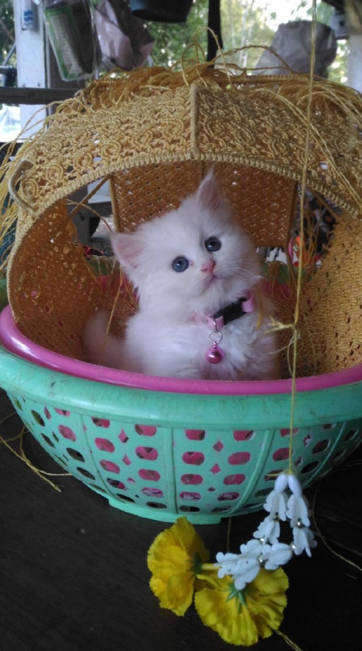 น้องแมว