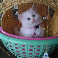น้องแมว