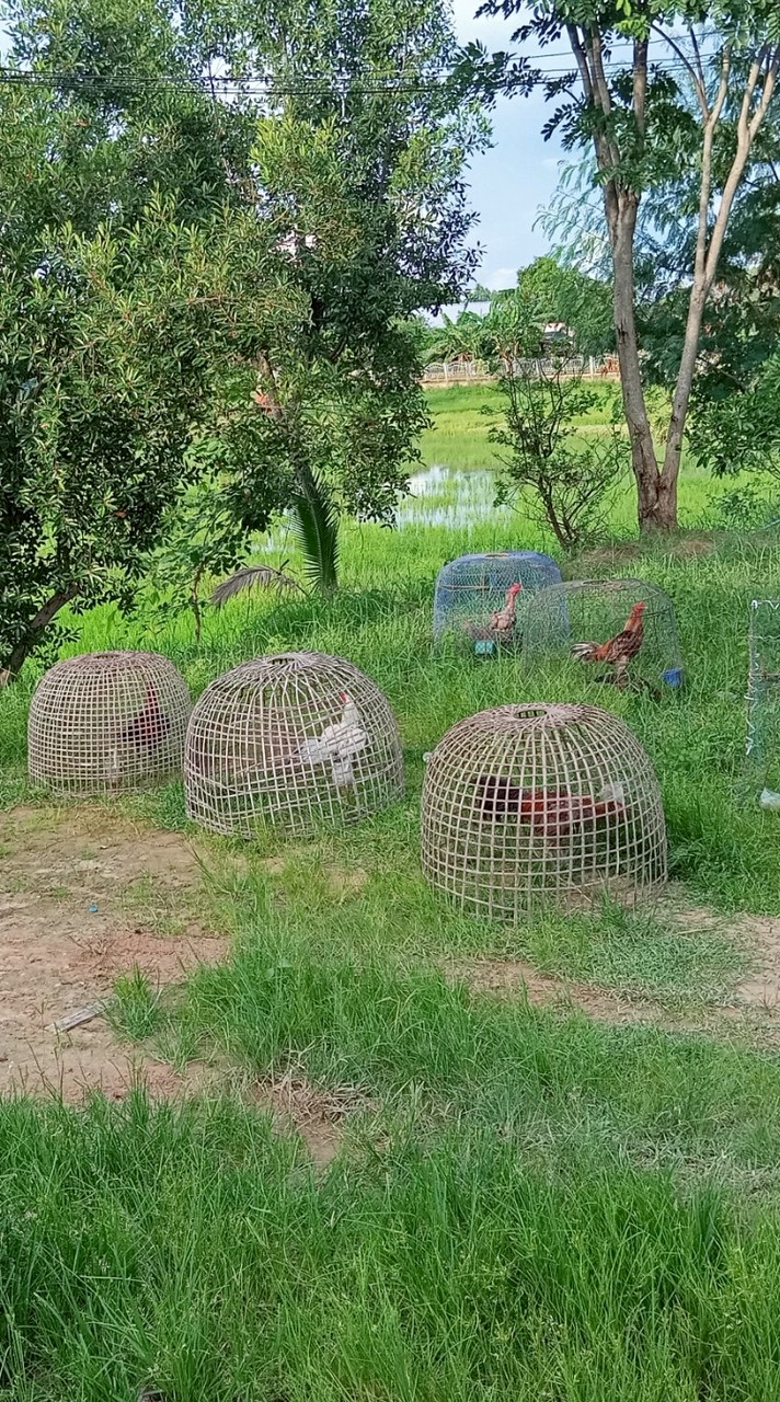 ฟาร์มในฝัน