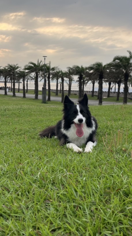 狗友露營群🏕️🐶