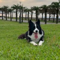 狗友露營群🏕️🐶