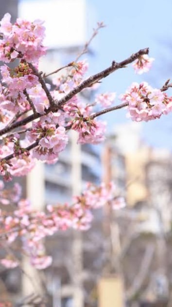 中学生のみ！！いらっしゃーい！！🌸