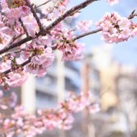 中学生のみ！！いらっしゃーい！！🌸