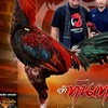🐓 ก.พันธกานต์ 🐓