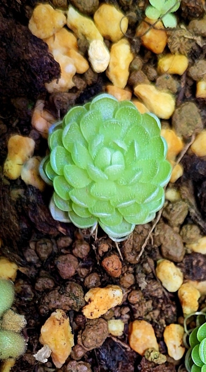 仙人掌 / 觀葉植物 / 食蟲植物 / 積水鳳梨