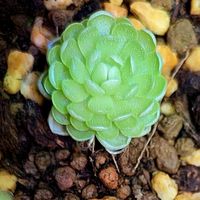仙人掌 / 觀葉植物 / 食蟲植物 / 積水鳳梨
