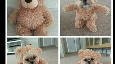 汪星人變身泰迪熊？這樣的轉變吸引百萬網友～