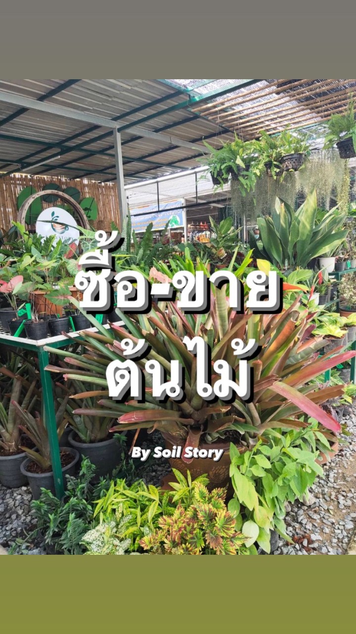 ซื้อ-ขาย ไม้กระถาง ไม้ด่าง สวยๆ by Soil Story