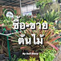 ซื้อ-ขาย ไม้กระถาง ไม้ด่าง สวยๆ by Soil Story