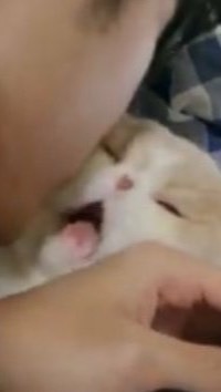 ปรึกษาปัญหาแมวและสุขภาพแมวのオープンチャット