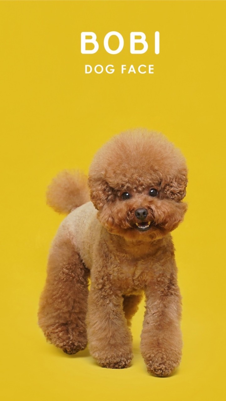 寵物衣買買買🐶