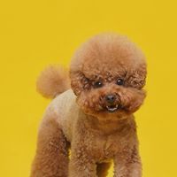 寵物衣買買買🐶