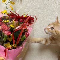気まぐれ写真館！日常写真なんでもOK！見る専でも全然OK〜！！