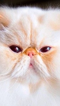 MY CAT 🐱