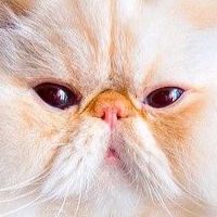 MY CAT 🐱