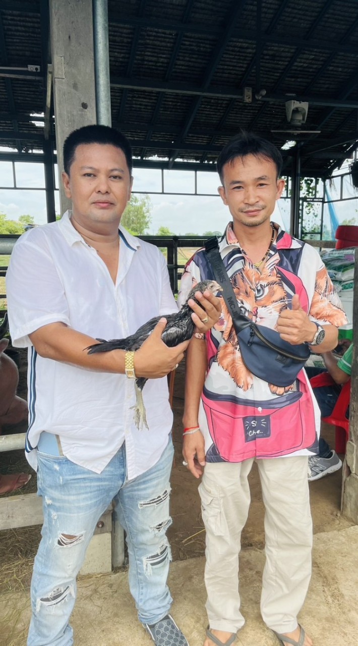 พม่า,เยียร์,ก๋อยง่อนสายเลือดเงินล้าน หงษ์สุวรรณฟาร์ม