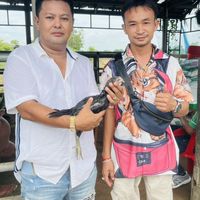 พม่า,เยียร์,ก๋อยง่อนสายเลือดเงินล้าน หงษ์สุวรรณฟาร์ม