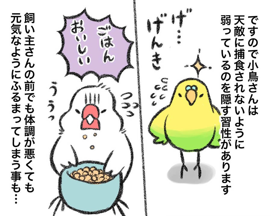体調が悪くても元気そうに振る舞う 小鳥を飼うための知識