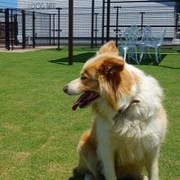 【香川】ワンコの会  in ラティ
