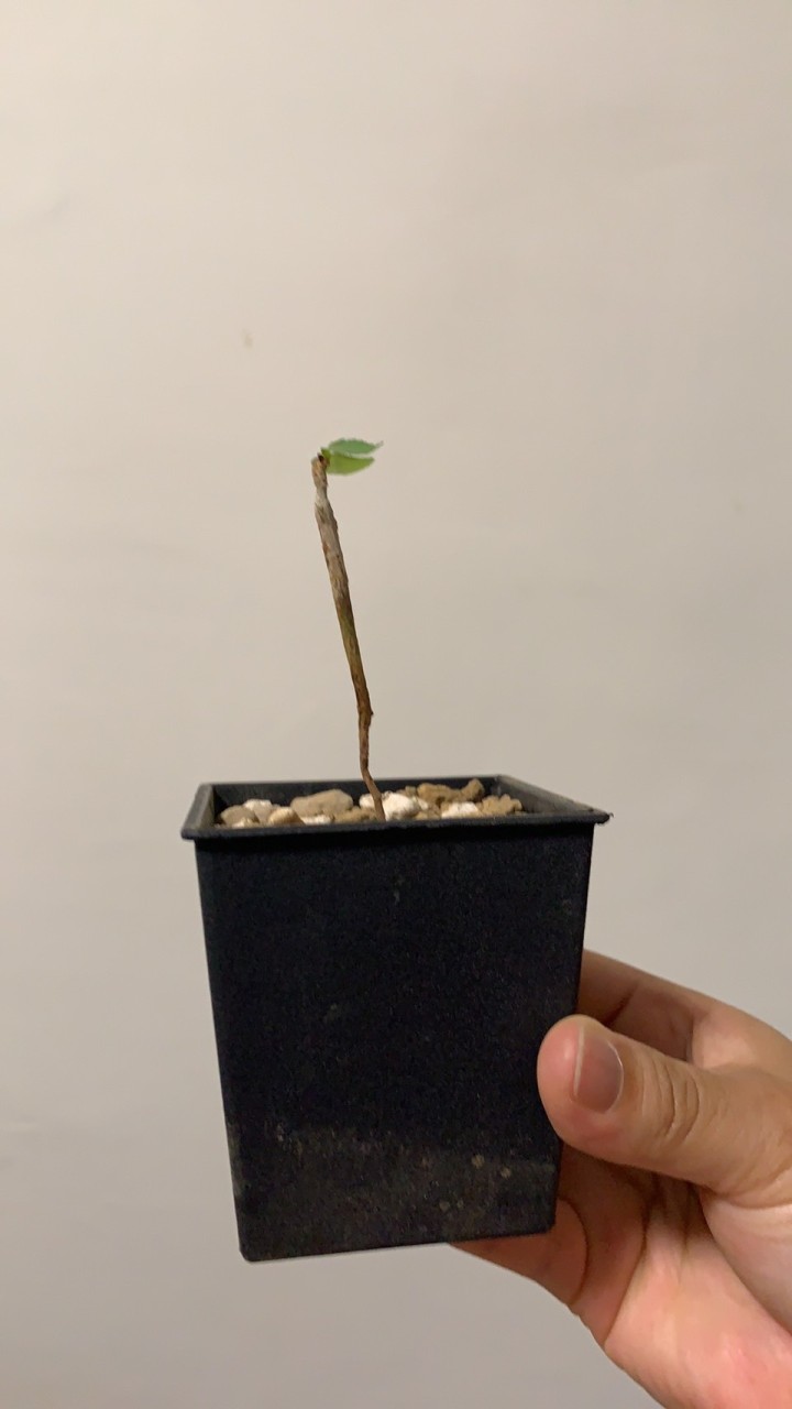植友樂園