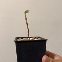 植友樂園
