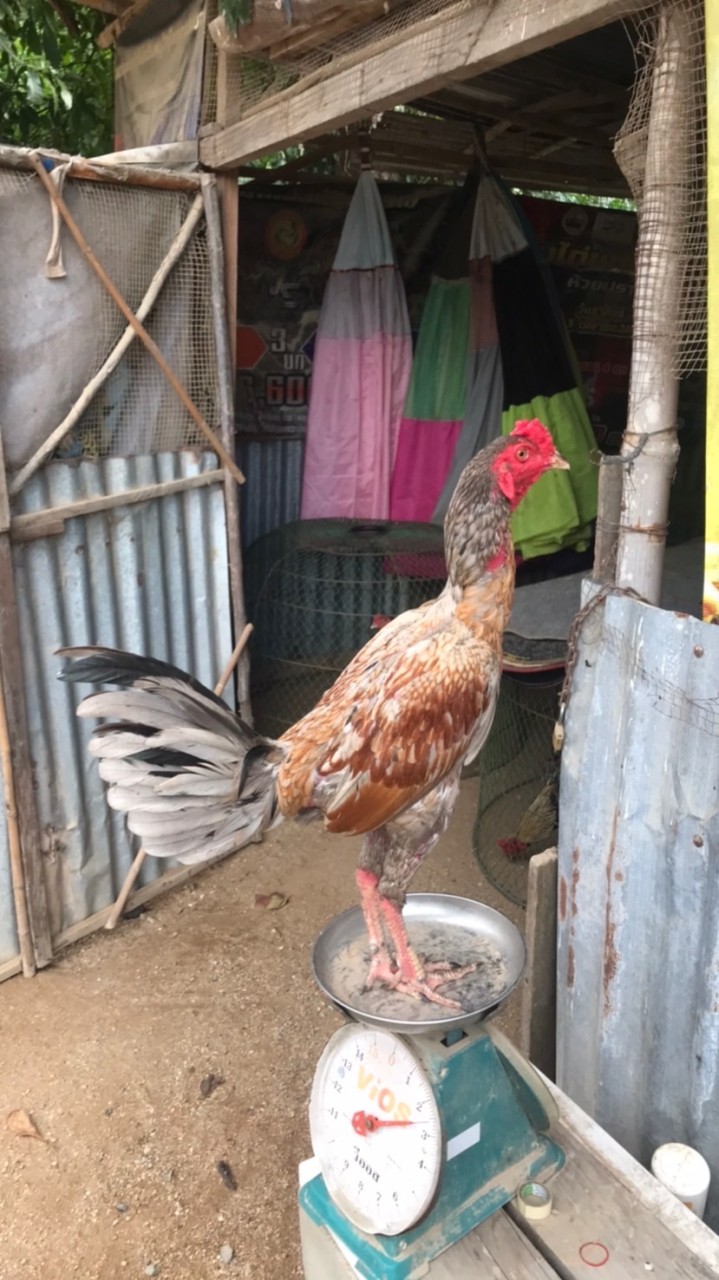 ซุ้ม ป.นัฐชนน