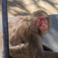 4月30日(土)ちゃちゃくん引退枠公開生放送(神戸、三ノ宮)